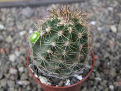 Echinocereus fendleri x baileyi pot 5,5 cm - 12412298