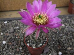 Echinocereus fendleri x baileyi pot 5,5 cm