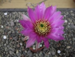 Echinocereus fendleri x baileyi pot 5,5 cm - 12412300