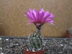 Echinocereus fendleri x baileyi pot 5,5 cm - 12412301