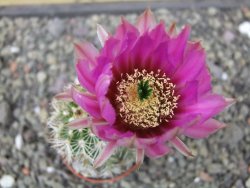 Echinocereus fendleri x baileyi pot 5,5 cm - 12412304