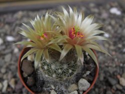 Neobesseya similis pot 5,5 cm