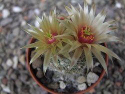 Neobesseya similis pot 5,5 cm - 12412308