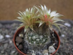 Neobesseya similis pot 5,5 cm - 12412309