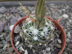 Neobesseya similis pot 5,5 cm