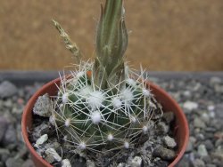 Neobesseya similis pot 5,5 cm - 12412311