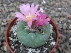 Lophophora fricii pot 5,5 cm - 12412312