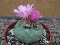 Lophophora fricii pot 5,5 cm