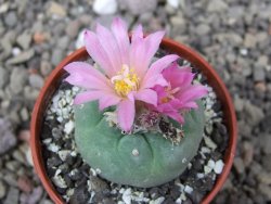 Lophophora fricii pot 5,5 cm - 12412314
