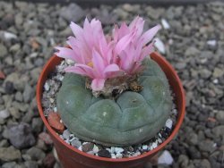 Lophophora fricii pot 5,5 cm - 12412315