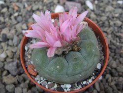 Lophophora fricii pot 5,5 cm