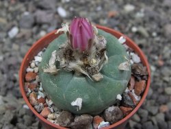 Lophophora fricii pot 5,5 cm - 12412318
