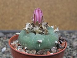 Lophophora fricii pot 5,5 cm