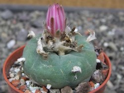 Lophophora fricii pot 5,5 cm - 12412321