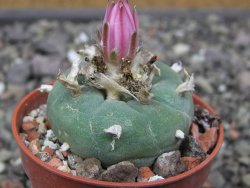 Lophophora fricii pot 5,5 cm - 12412322