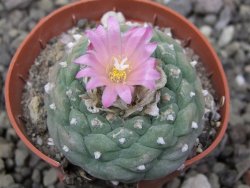 Lophophora fricii pot 5,5 cm - 12412324