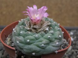Lophophora fricii pot 5,5 cm - 12412325