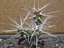 Tephrocactus darwinii Churiaca Neuguin XL pot 6,5 cm - 12412329