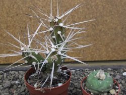 Tephrocactus darwinii Churiaca Neuguin XL pot 6,5 cm - 12412331
