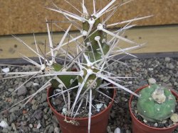 Tephrocactus darwinii Churiaca Neuguin XL pot 6,5 cm - 12412332