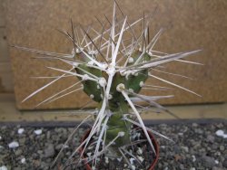 Tephrocactus darwinii Churiaca Neuguin XL pot 6,5 cm - 12412334