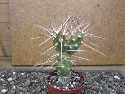 Tephrocactus darwinii Churiaca Neuguin XL pot 6,5 cm - 12412335