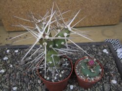 Tephrocactus darwinii Churiaca Neuguin XL pot 6,5 cm - 12412337