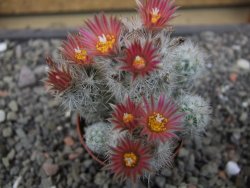 Escobaria sneedii SB 730 Eddy Co. NM, CITES IA pot 5,5 cm, seedling - 12412341