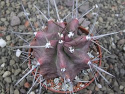 Echinocereus triglochidiatus HK 374 Rio Puerco, Sandoval Co. NM  květináč 6,5 cm - 12412345