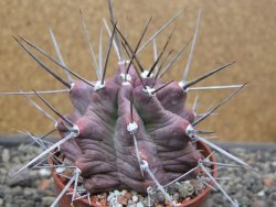 Echinocereus triglochidiatus HK 374 Rio Puerco, Sandoval Co. NM  květináč 6,5 cm