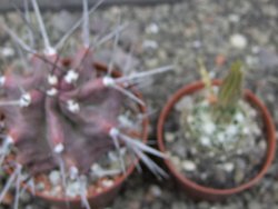 Echinocereus triglochidiatus HK 374 Rio Puerco, Sandoval Co. NM  květináč 6,5 cm - 12412348
