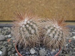Echinocereus baileyi DJF 1327 Medicine Park, pot 6,5 cm