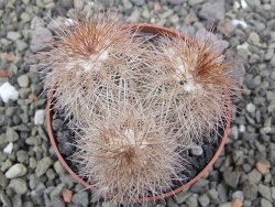 Echinocereus baileyi DJF 1327 Medicine Park, pot 6,5 cm - 12412354