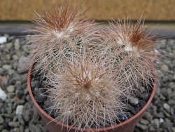 Echinocereus baileyi DJF 1327 Medicine Park, pot 6,5 cm - 12412355