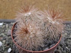 Echinocereus baileyi DJF 1327 Medicine Park, pot 6,5 cm - 12412357