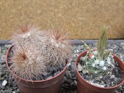 Echinocereus baileyi DJF 1327 Medicine Park, pot 6,5 cm - 12412358