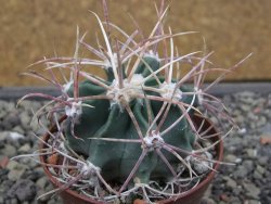 Echinocactus parryi Ciudad Juarez, pot 6,5 cm - 12412360