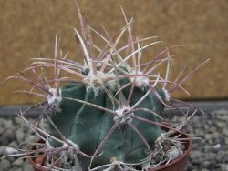 Echinocactus parryi Ciudad Juarez, pot 6,5 cm - 12412361