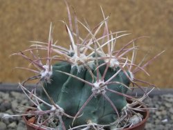 Echinocactus parryi Ciudad Juarez, pot 6,5 cm