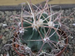 Echinocactus parryi Ciudad Juarez, pot 6,5 cm - 12412363