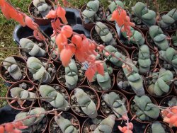 Gasteria glomerata, květináč 5,5 cm
