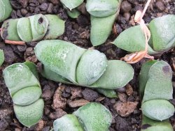 Gasteria glomerata, květináč 5,5 cm - 12412377
