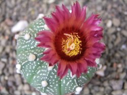 Astrophytum  asterias X red flower oibo akabana, květináč 5,5 cm - 12412385