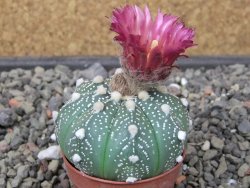 Astrophytum  asterias X red flower oibo akabana, květináč 5,5 cm - 12412389