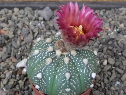 Astrophytum  asterias X red flower oibo akabana, květináč 5,5 cm - 12412390