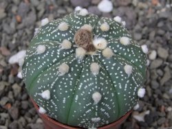 Astrophytum  asterias X red flower oibo akabana, květináč 5,5 cm - 12412391