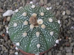 Astrophytum  asterias X red flower oibo akabana, květináč 5,5 cm - 12412392