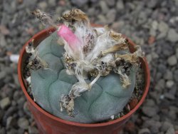 Lophophora williamsii pot 5,5 cm - 12412393