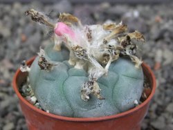 Lophophora williamsii pot 5,5 cm - 12412394