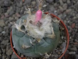 Lophophora williamsii pot 5,5 cm - 12412395